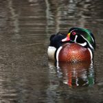 澳门威尼斯人在线发牌平台的安全性与游戏公平性分析 dmoecl