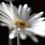 白菜网:揭秘如何在网络上找到最优质的白菜资源 y977xs