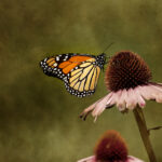 11选5第84期开奖结果最新公布 jlfik9qh