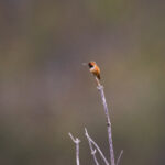 11选5开奖结果揭晓,幸运号码震撼出炉 n0ejtqnx